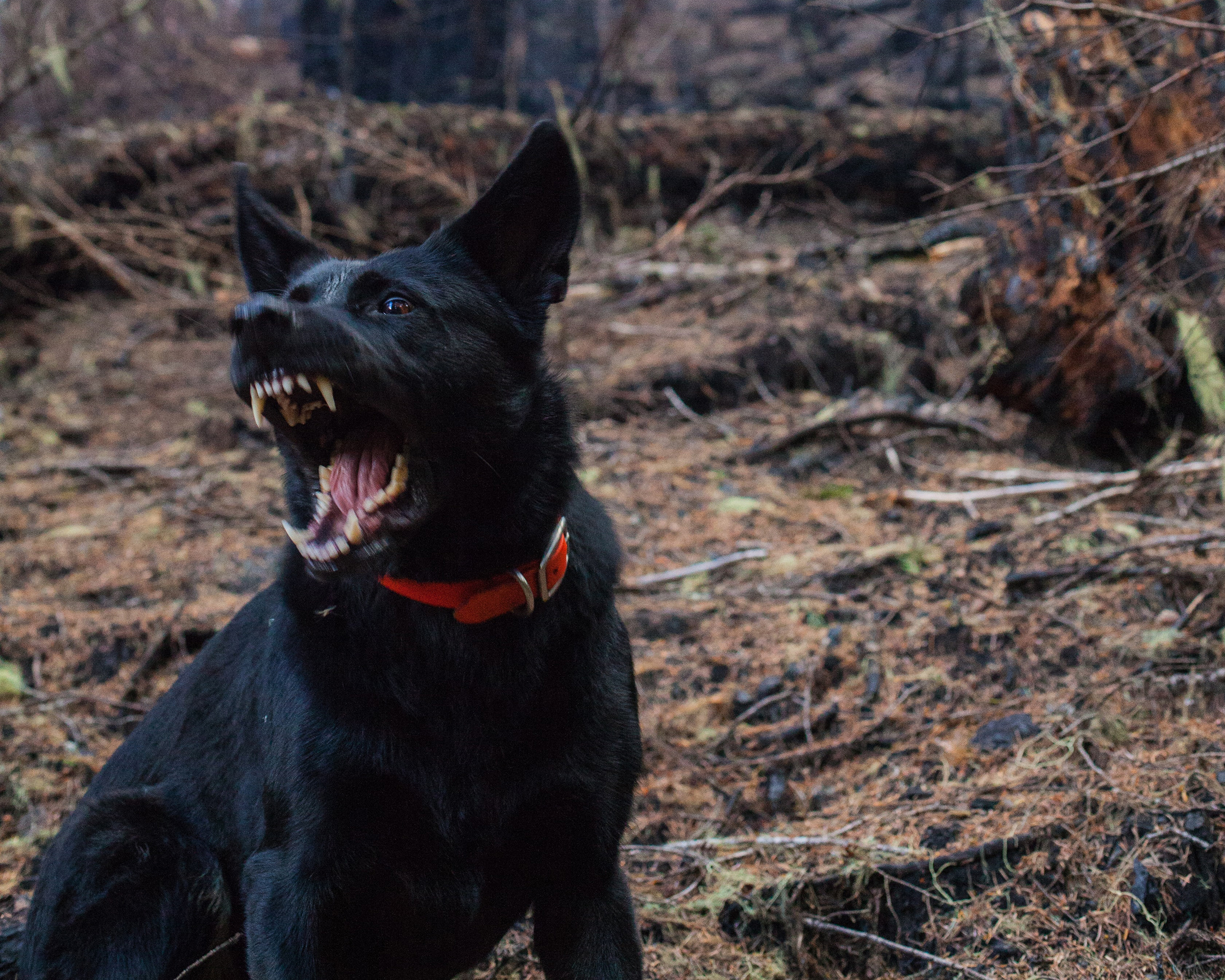 Black dog showing it's teeth in a wooded area - Spitzer Legal Dog Bite Practice Area